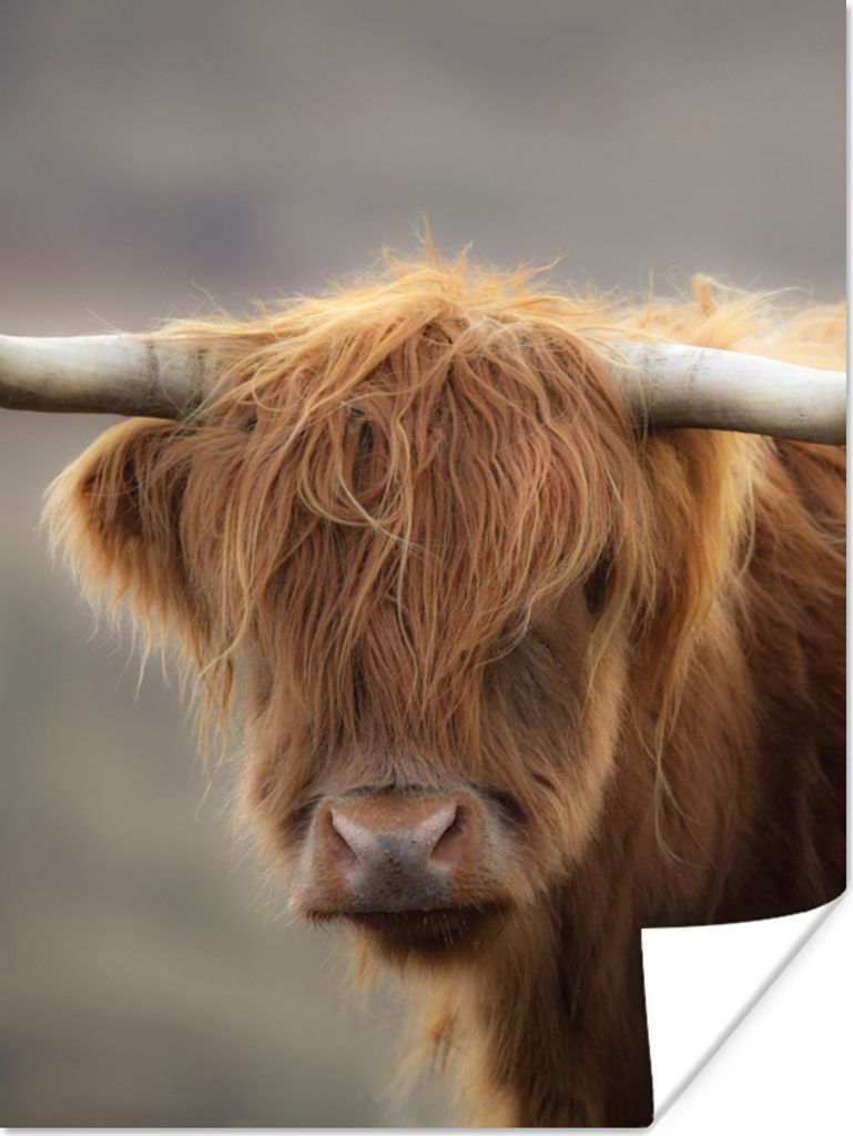 MuchoWow Poster Schottischer Highlander - Hörner - Haare 60x80 cm - Schlafzimmer Dekoration