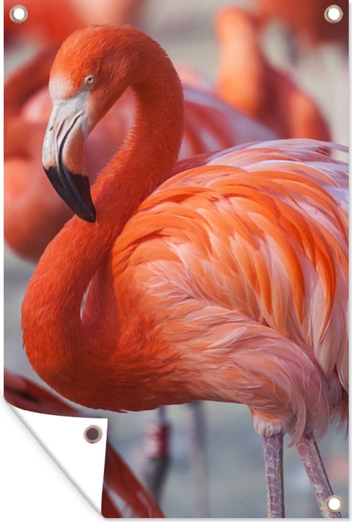 MuchoWow 40x60 cm Outdoor-Poster Gartendeko Sichtschutz Garten Poster für den Garten Flamingo - Vogel - Tiere - Rosa