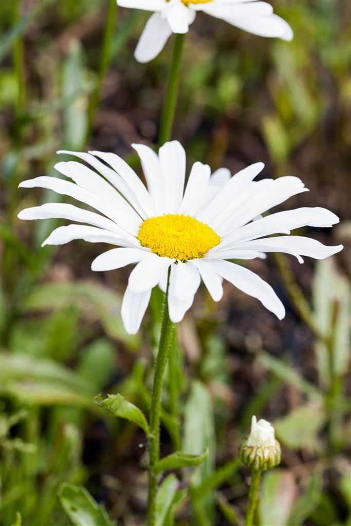 Leucanthemum x superbum 'Silberprinzesschen', Margerite, weiß, ca. 9x9 cm Topf
