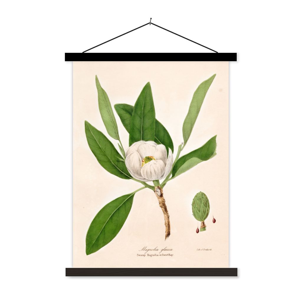 MuchoWow Textilposter Blumen - Magnolie - Vintage 60x80 cm mit schwarzem Rahmen - Plakathalter
