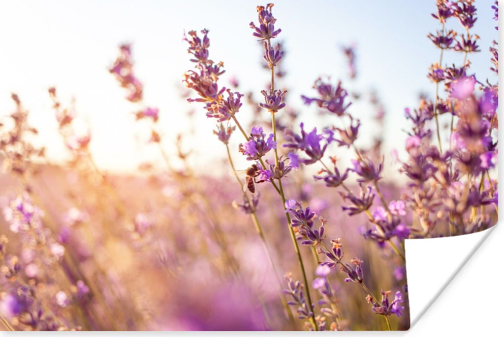 MuchoWow Poster Lavendel - Nahaufnahme - Sonne - Blumen - Lila 180x120 cm - Fotoplakat