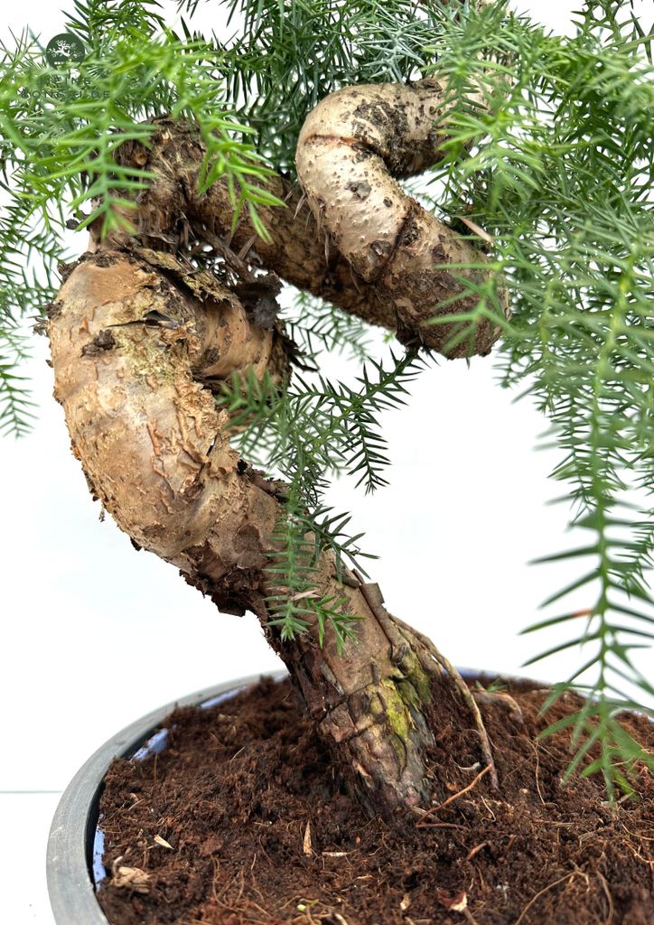 Zimmerpflanze Araucaria Cunninghsmii P25 Bonsai Bonsai