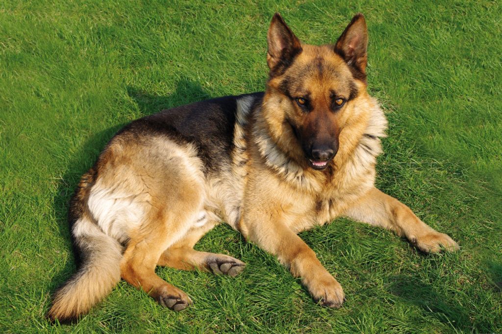 Hunde Kunstdruck Bild - Deutscher Schäferhund Auf Der Wiese (120 x 180 cm)