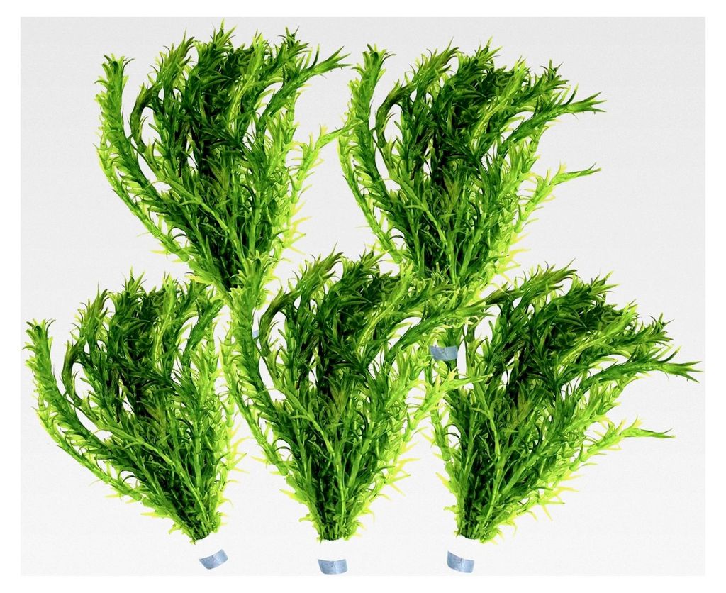 5 Bund Wasserpest, Teichpflanze, Elodea Densa, Aquarienpflanze, Mini-Teich