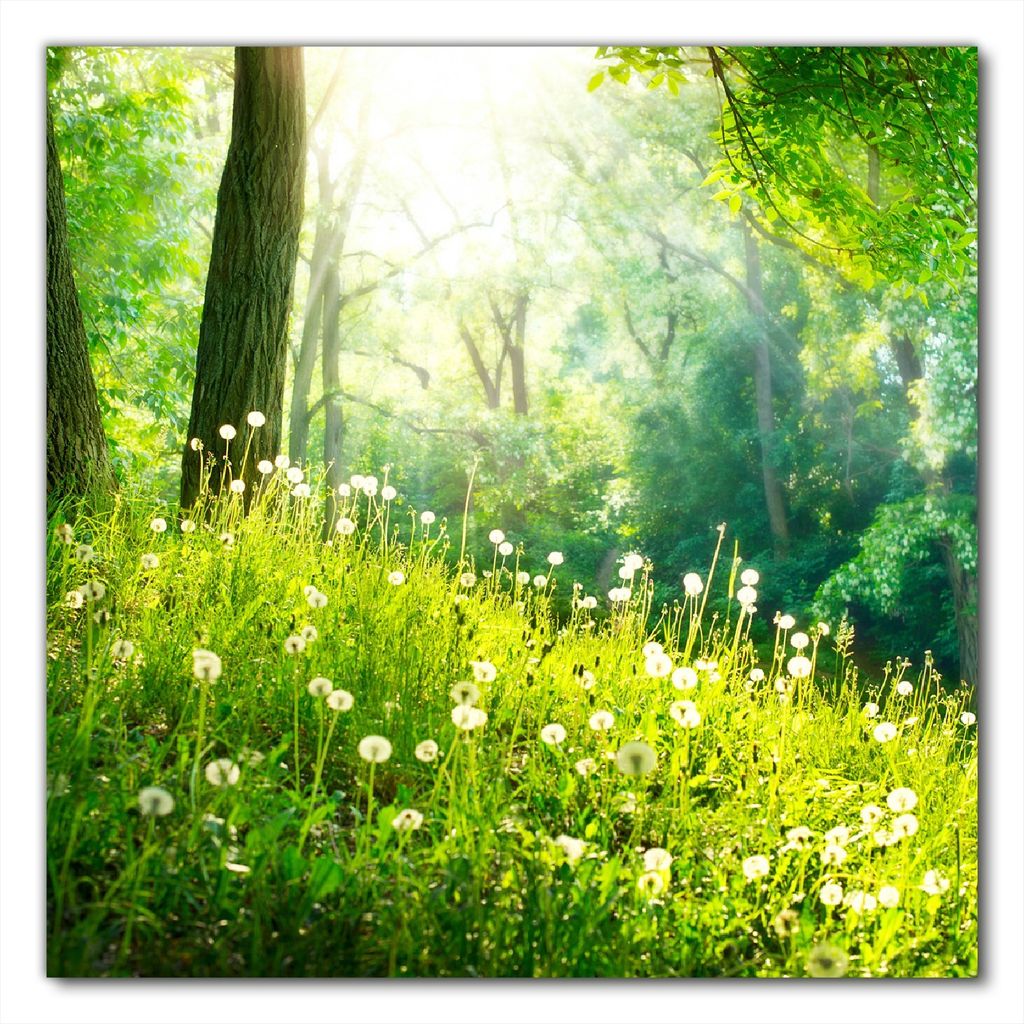 Wallario selbstklebende Möbelfolie/ Tischdecke für Innen und Außen, Größe: 70 x 70 cm - Pusteblumen im Wald mit einfallenden Sonnenstrahlen