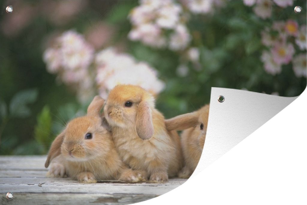 MuchoWow 120x80 cm Outdoor-Poster Gartendeko Sichtschutz Garten Poster für den Garten Drei Hangar-Zwerge auf einem hölzernen Hintergrund