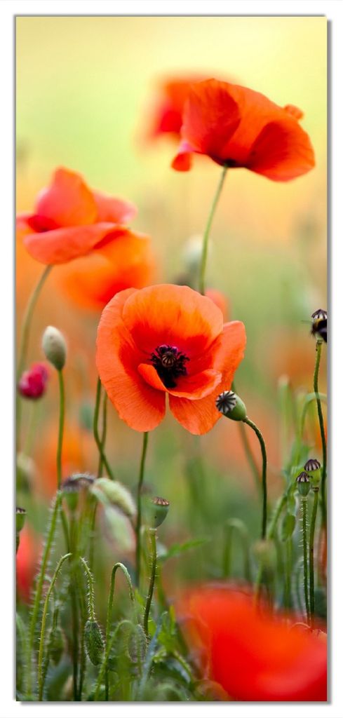 Wallario selbstklebende Türtapete 93 x 205 cm - Mohnblumenblüten - Abwischbar, rückstandsfrei zu entfernen
