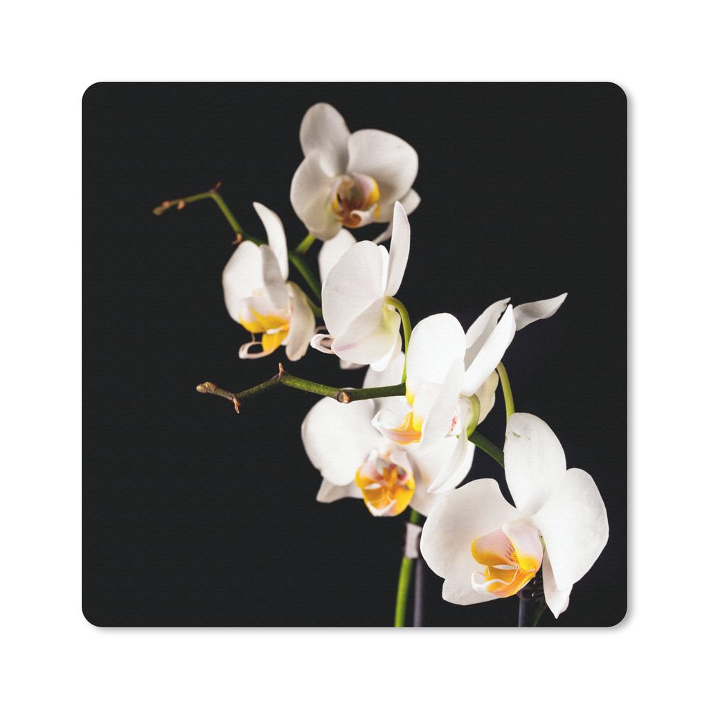 MuchoWow Mauspad Mousepad Orchidee - Blumen - Pflanzen - Botanisch 20x20 cm - Mousepads - Maus Mat - Pad - Mausunterlage - Desk Mat - Bureauartikeln