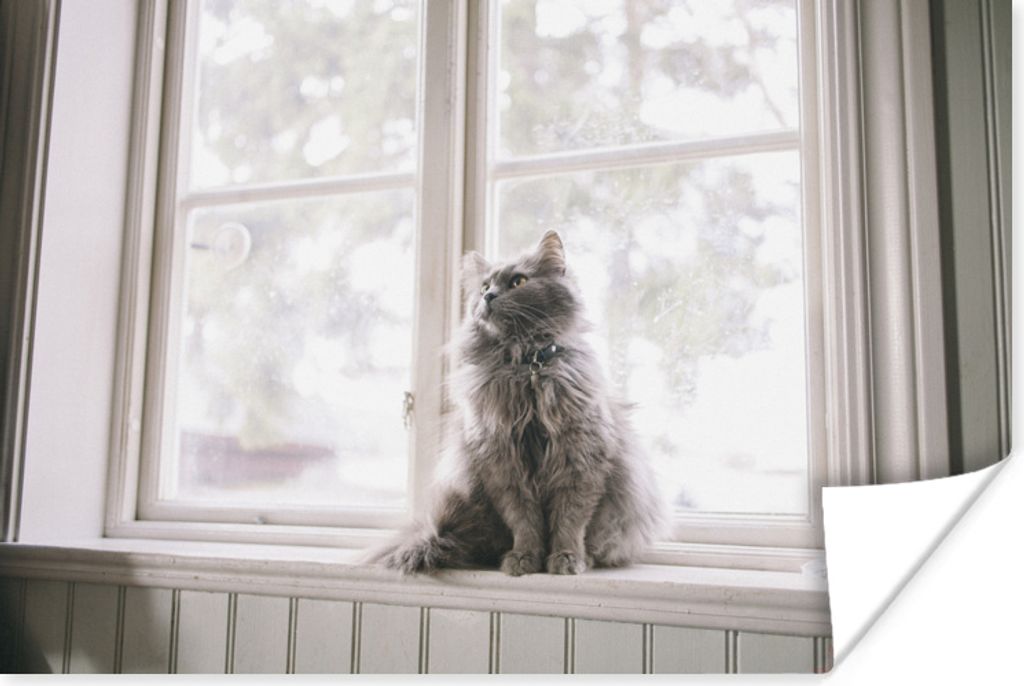 MuchoWow Poster Maine Coon Cat sitzt auf der Fensterbank 30x20 cm - Plakate - Print