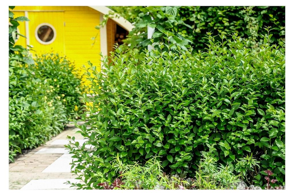 1 x Ligustrum ovalifolium 'Green Diamond' (Gehölz/Heckenpflanze/Winterhart/Mehrjährig/Immergrün)
