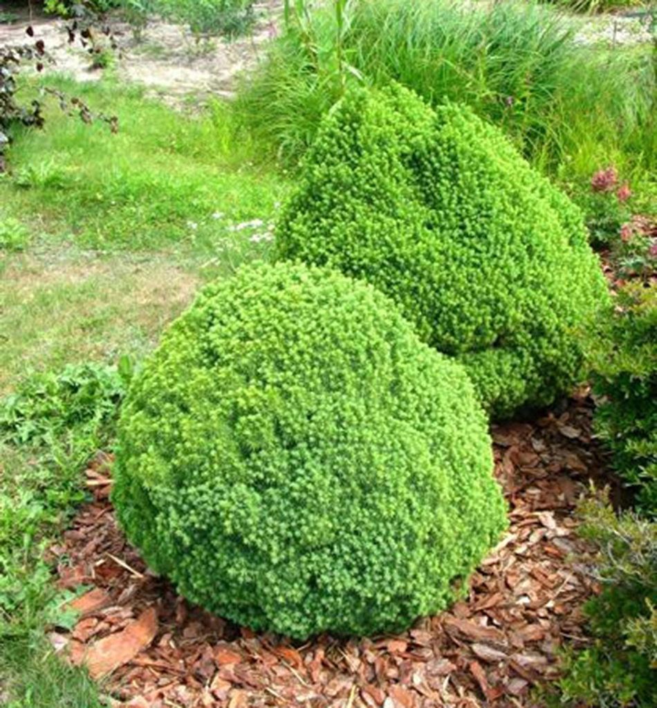 Weiß-Fichte ´ALBERTA GLOBE´ 15-20 cm, Cont. 2,5 l Produktbild 