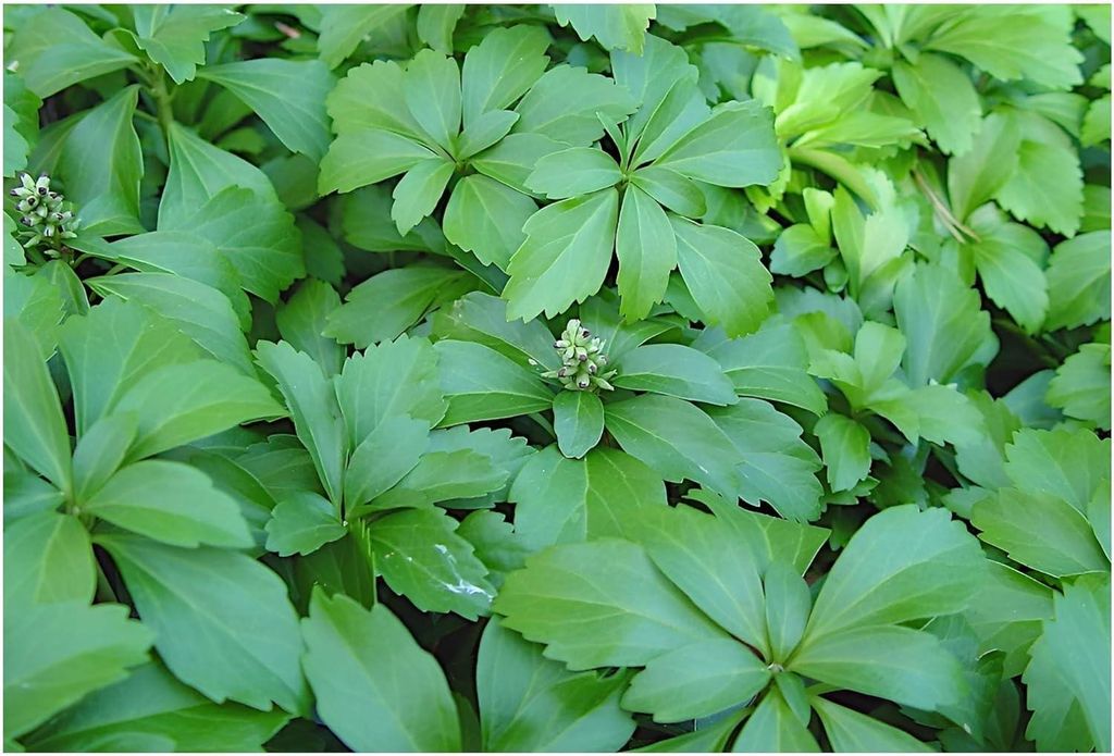 Stauden Gänge 25 x Pachysandra terminalis - Dickmännchen - Immergrüne Bodendecker für schattige Ecken - Laubschlucker - Mehrjährig - Winterhart