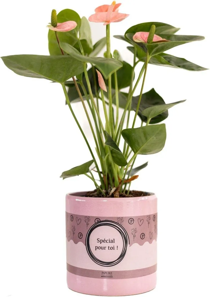 Anthurium Pink Spirit en pot Ø12cm 45cm - Plante d'intérieur Rose Élégante