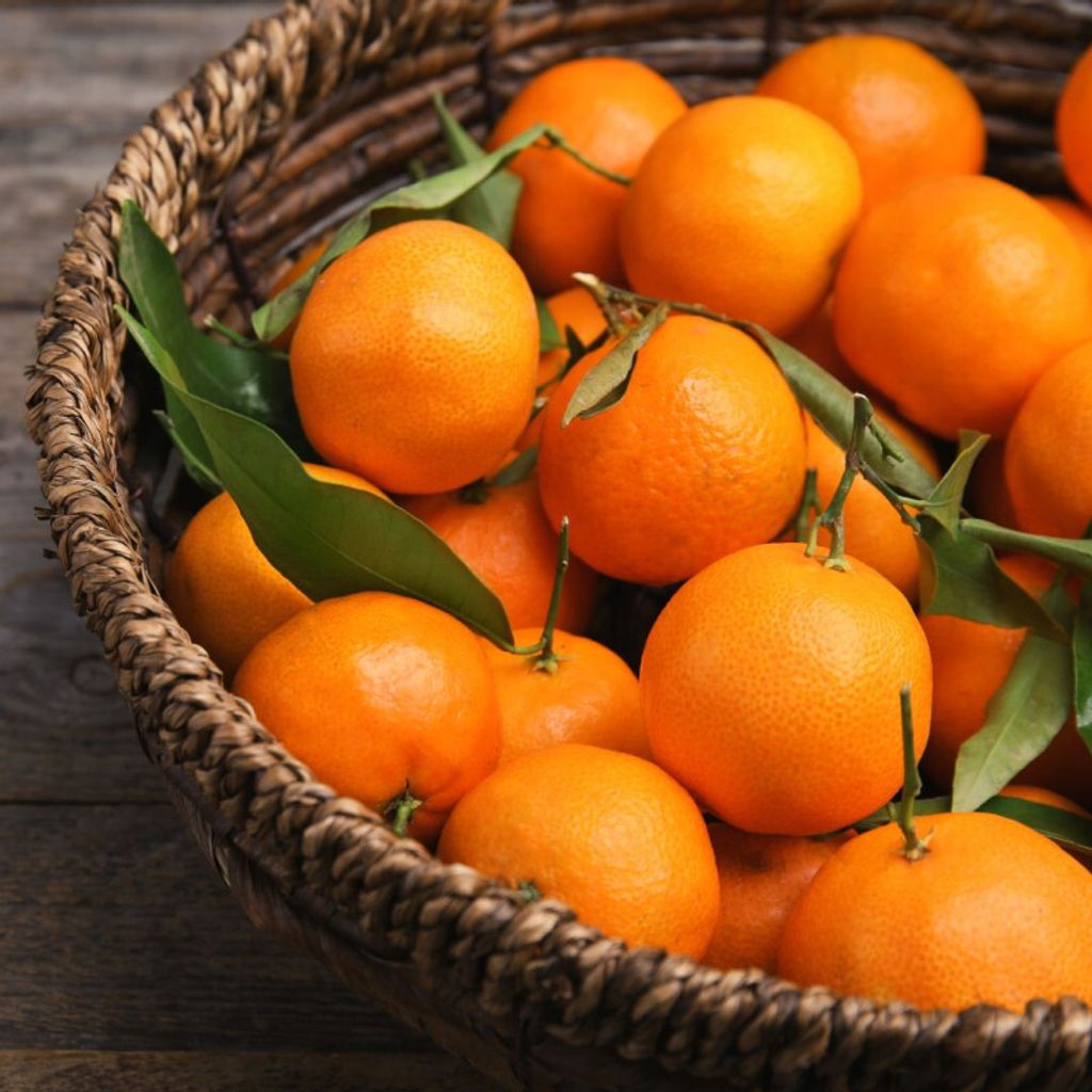 Mandarinenbaum Mandalate 120-150 cm – Mediterraner Citrusbaum für Garten & Balkon – Winterhart, Früchte, Zitronenbaum Alternative