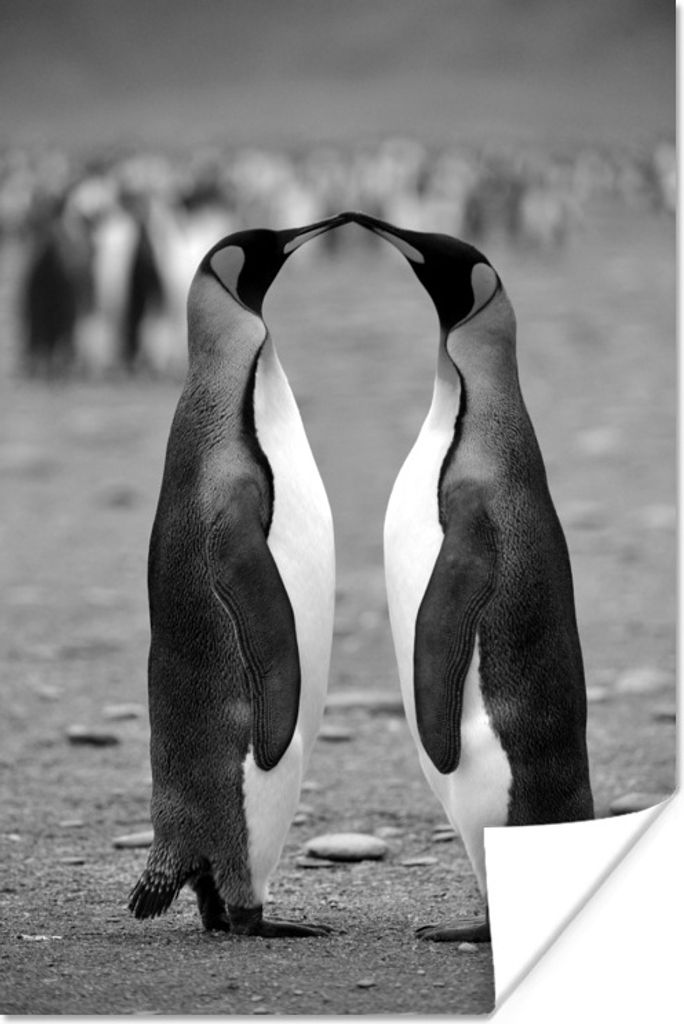 MuchoWow Poster Küssende Pinguine - schwarz und weiß 80x120 cm - Papierdruck