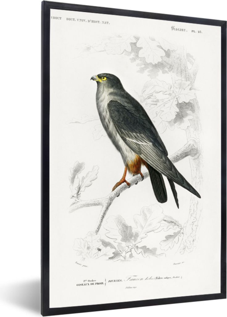 MuchoWow MuchoWow Gerahmtes Poster Vogel - Jahrgang - Falke 40x60 cm - Poster mit zchwarzem Bilderrahmen - Papierdruck - Wandbilder