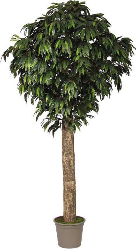 artplants.de Deko Mango Mayumi, Echtstamm, grün, crossdoor, 200cm - Italy - Mangobaum Kunstpflanze