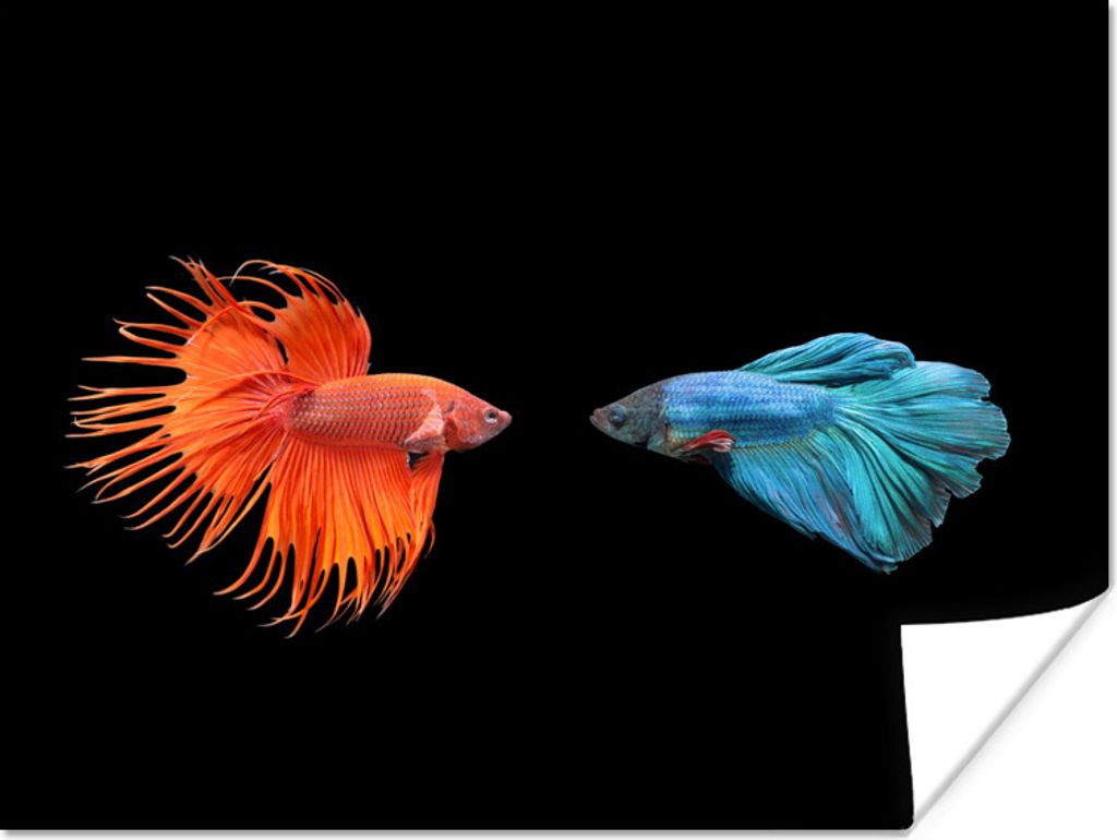 MuchoWow Poster Fische - Wilde Tiere - Schwarz 40x30 cm - Plakate für die Wände - Poster Wohnzimmer