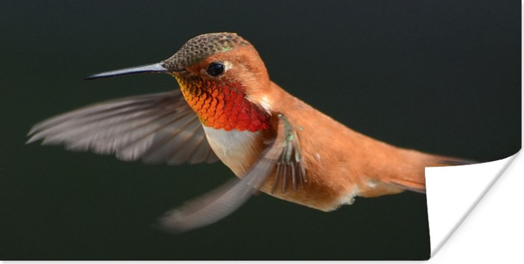 MuchoWow Poster Kolibri - Federn - Schwarz 80x40 cm