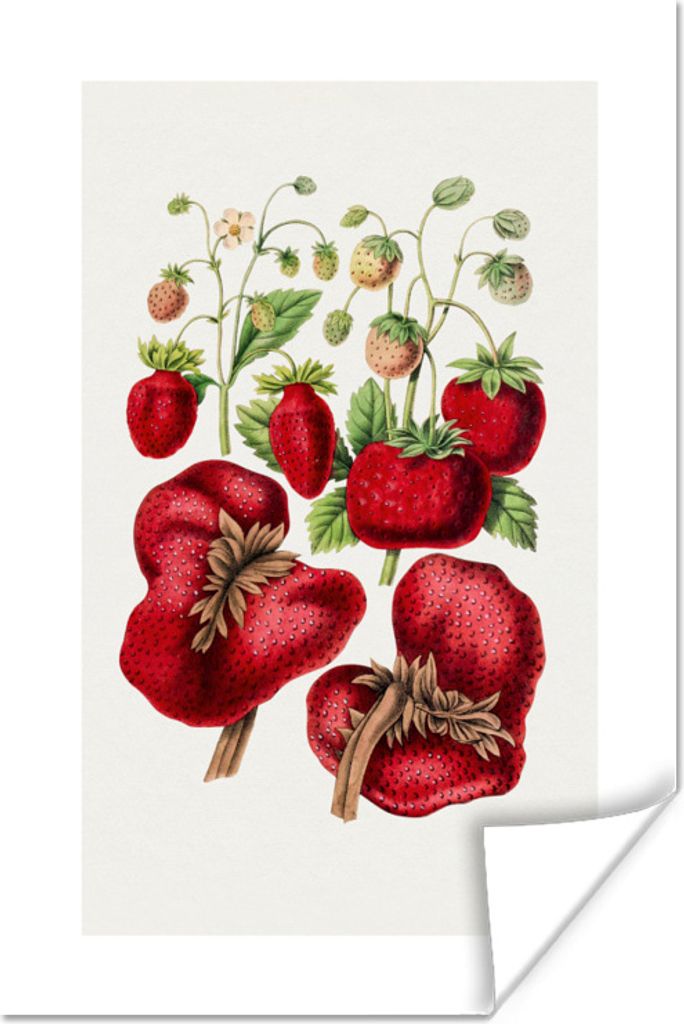 MuchoWow Poster Lebensmittel - Erdbeeren - Obst 60x90 cm - Wanddekoration