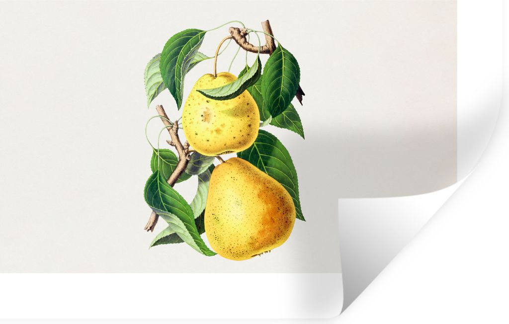MuchoWow Wandtattoo Wandsticker Wandaufkleber Birnen - Obst - Gesund 60x40 cm Selbstklebend und Repositionierbar - Wierderverwendbar - Selbstklebend