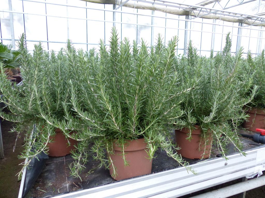 echter Rosmarin Officinalis 50 cm Höhe, XL Busch Ø 45 cm, hängend, winterhart Kräuter