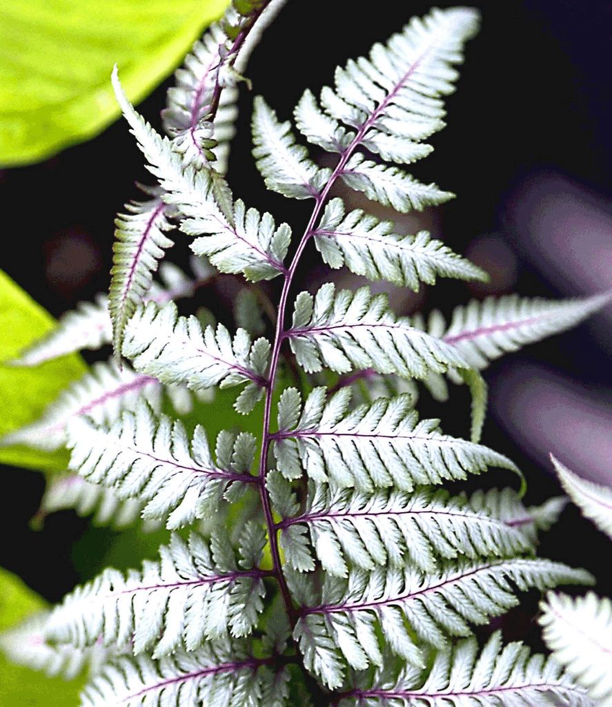 BALDUR Garten 1x Winterharter Schmuck-Farn 'Silver Falls ', Pflanze im 9x9 cm-Topf, Athyrium nipponicum, winterharte Staude, mehrjährig, pflegele...