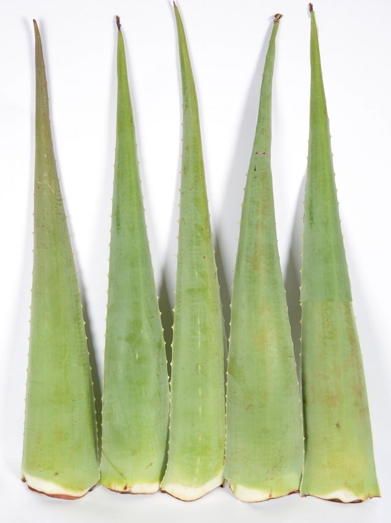 5 Aloe Vera Pflanze Blätter Barbadensis Miller 800g 80cm lang frisch