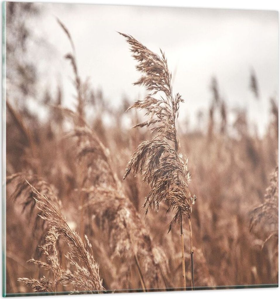 Bilder auf glas - Einteilig - Zuckerrohr Wiese Boho - 50x50cm - Glasbilder - Wandbilder - Bilder - zum Aufhängen bereit - Wanddekoration aus Glas ...