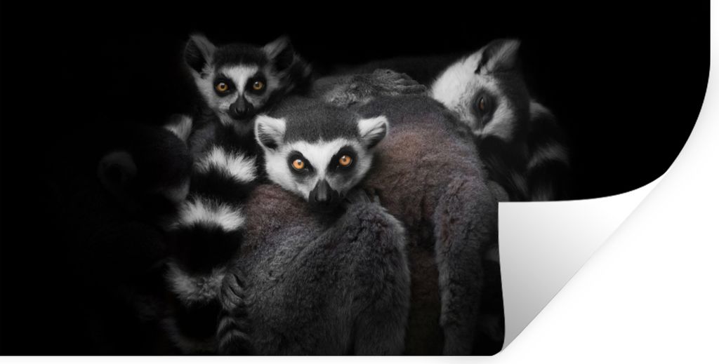 MuchoWow Wandtattoo Wandsticker Wandaufkleber Tiere - Lemur - Schwarz - Weiß - Porträt 80x40 cm Selbstklebend und Repositionierbar - Aufkleber