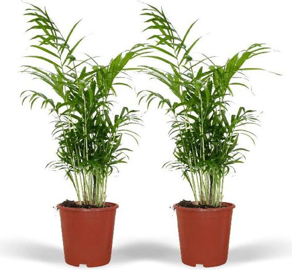 Chamaedorea Elegans Bergpalme 2 Pflanzen 55cm Ø17cm tropische Zimmerpflanze