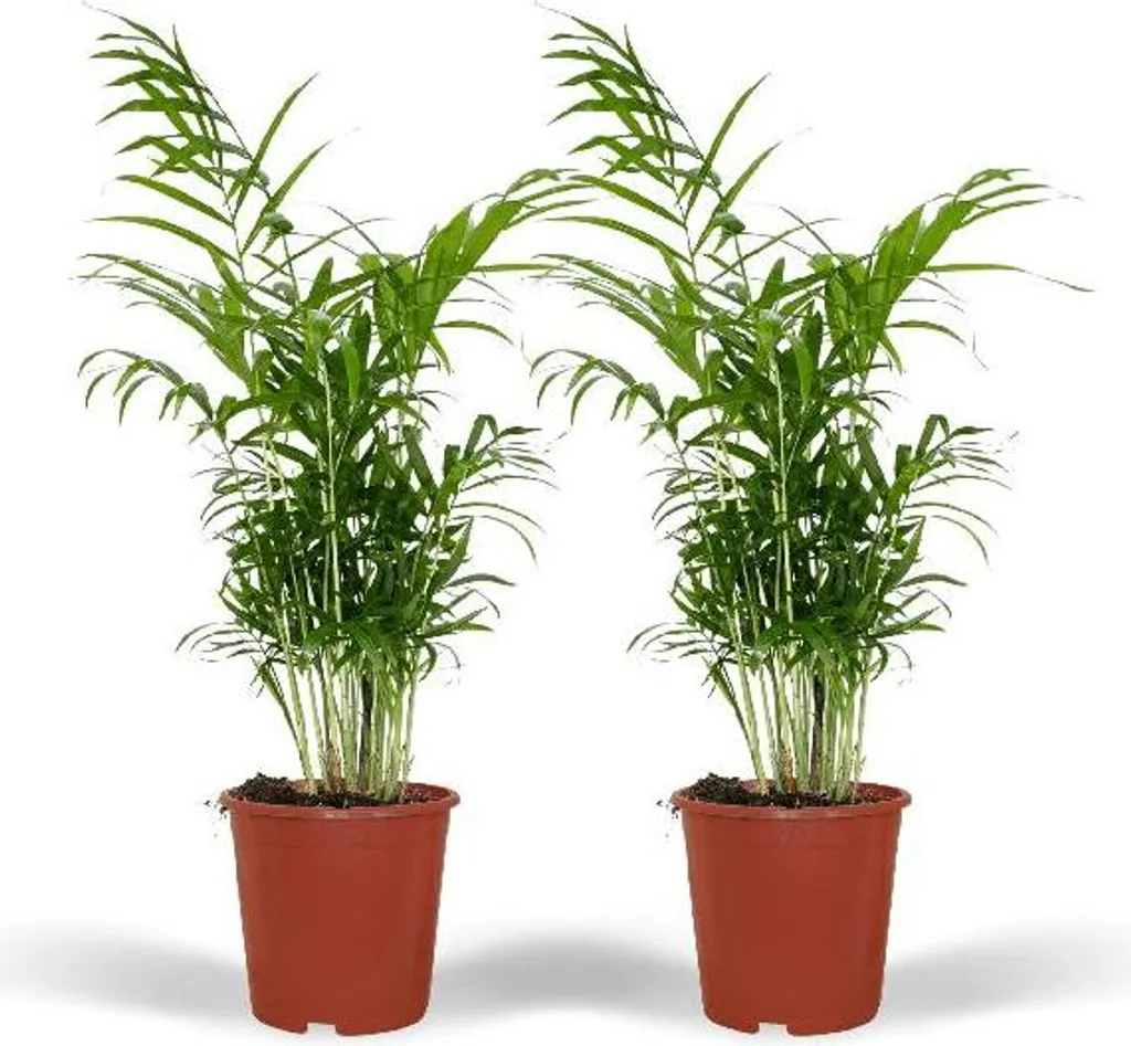 Chamaedorea elegans - Lot de 2 Palmiers des Montagnes 55cm Pot Ø 17cm