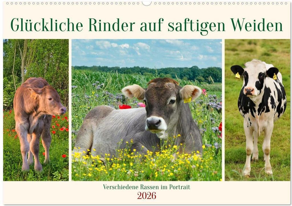 Glückliche Rinder auf saftigen Weiden (Wandkalender 2026 DIN A2 quer), CALVENDO Monatskalender