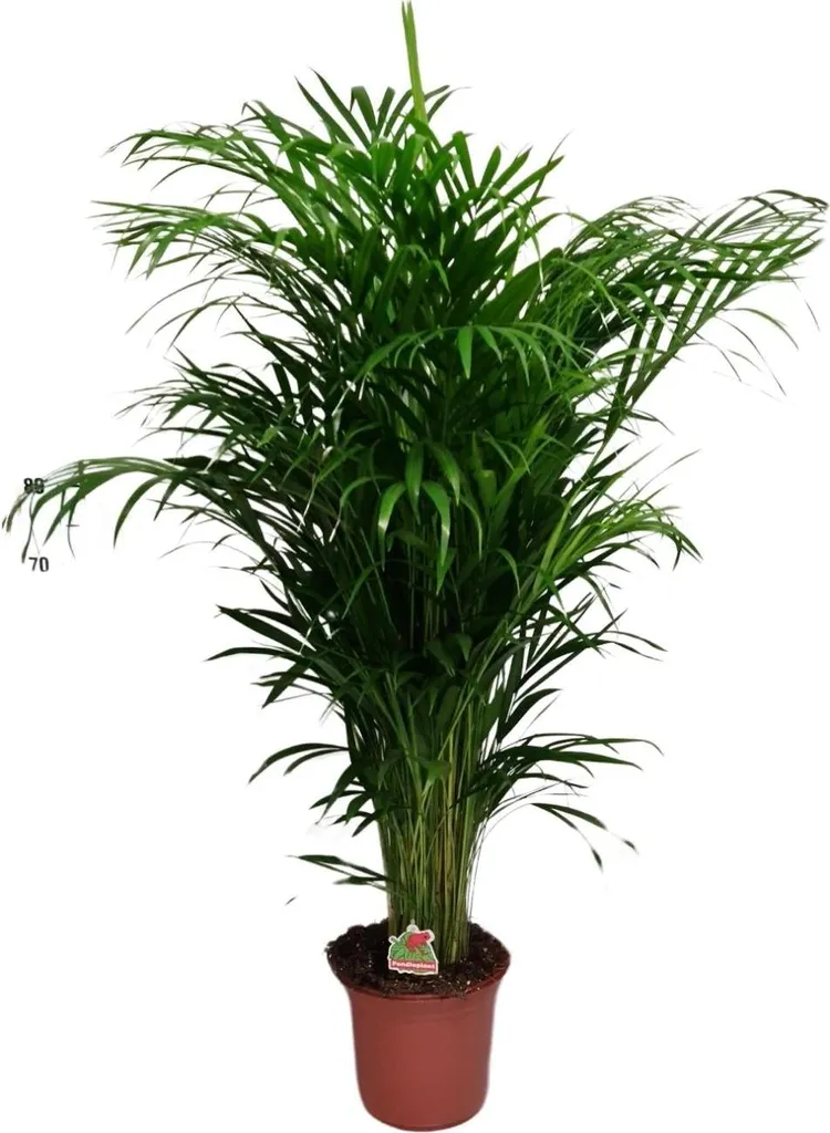 Plante verte tropicale Areca 125 cm - Dypsis Lutescens pour le salon