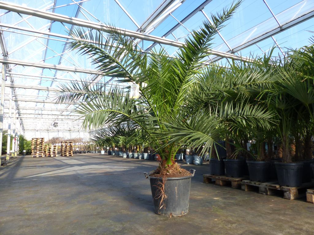 XXL 230 cm Phoenix canariensis, kanarische Dattelpalme Ø Produktbild 