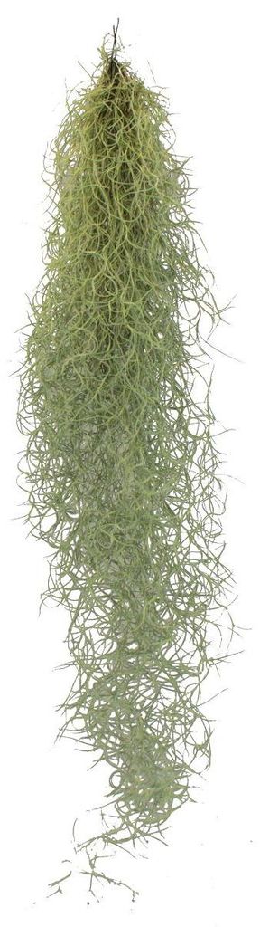 Exotické srdce, vílí vlasy, louisianský mech, Tillandsia Obrázek produktu 