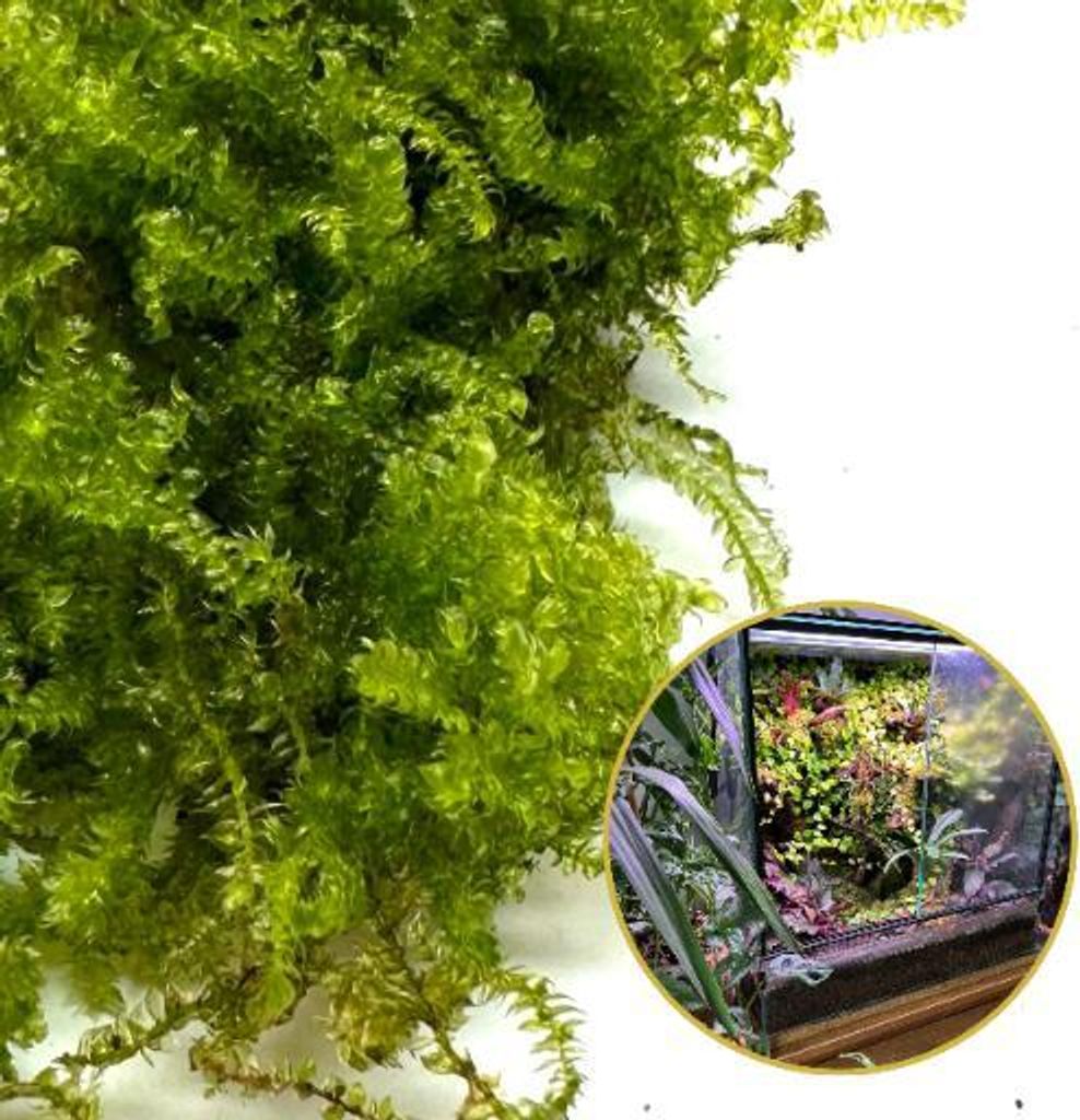 In Vitro Lebendes Moos Natürliches Lebendes Moos für Terrarien VESICULARIA Weihnachtsmoos