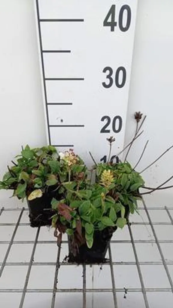 Couvre-sol anti-mauvaises herbes : 6 Prunella grandiflora Alba 9cm