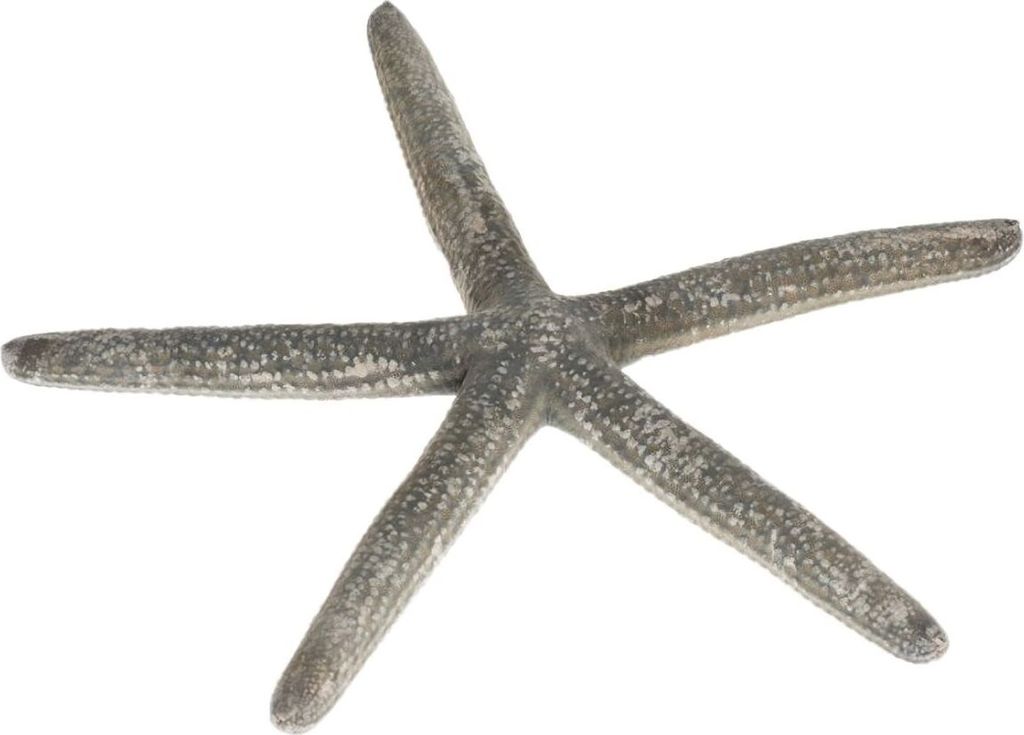 Schlangen Seestern Blau, ca. 10-15cm