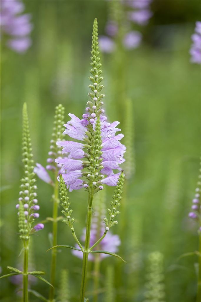 Physostegia virginiana 'Rosea', Rosa Gelenkblume, ca. 9x9 cm Topf