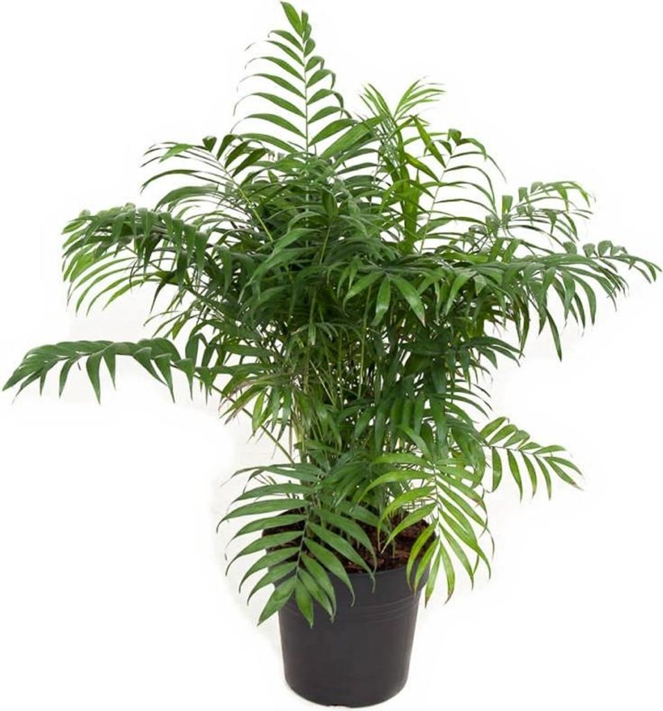 Bergpalme Chamaedorea Elegans - 21 cm Topf, 80 cm Höhe
