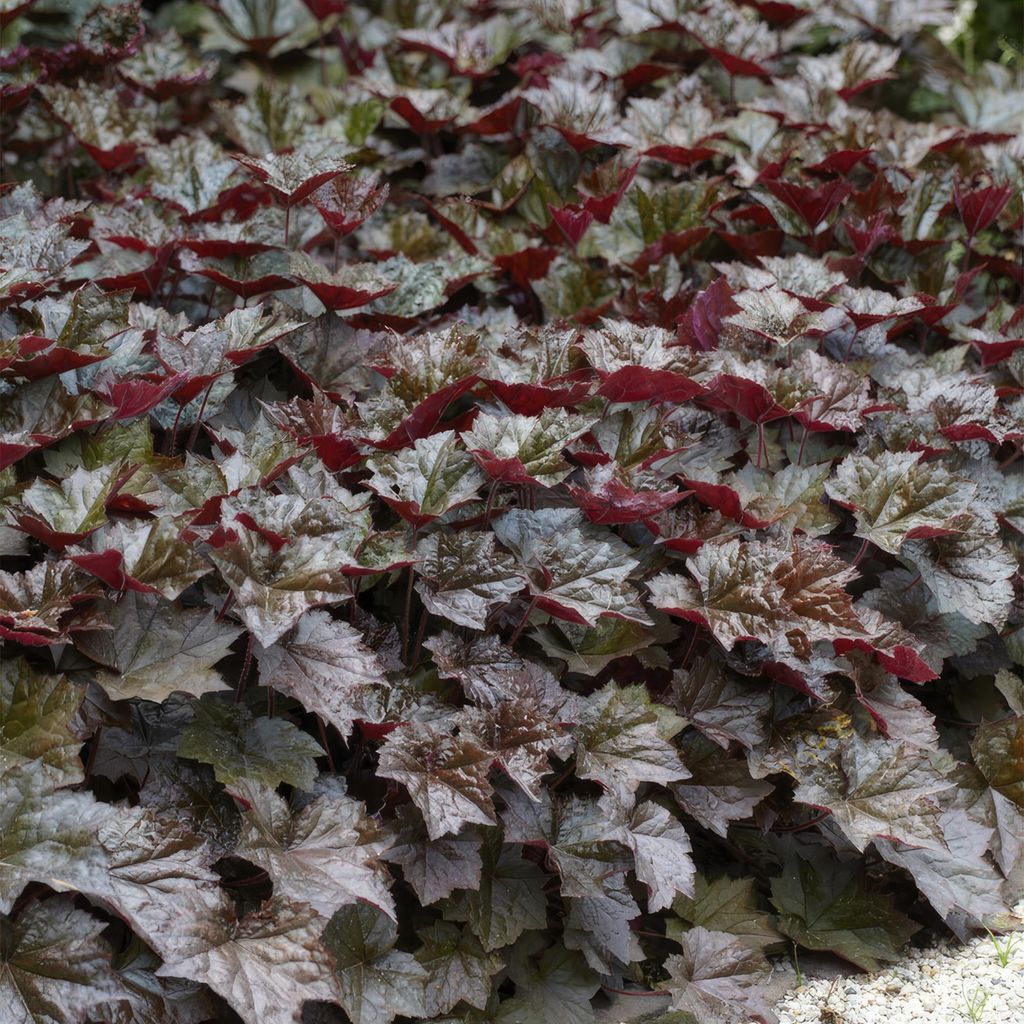 Heuchera ‘Palace Purple’ – Bodendecker Ø9cm – Höhe 10-25cm – Dunkel-purpurrote Blätter – Weiße Blüten – Schattengarten-Pflanze ...
