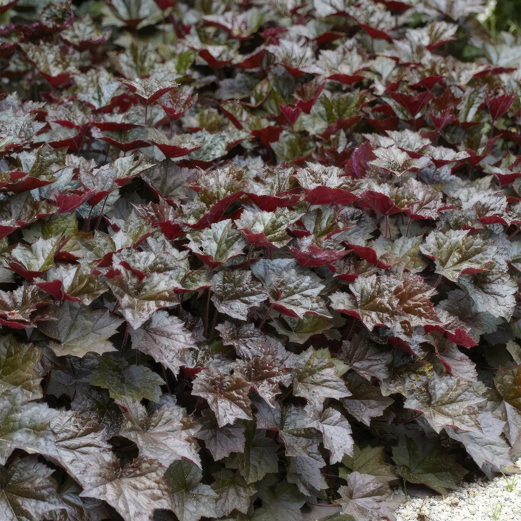 Heuchera Palace Purple à Feuillage Pourpre - 24 Plants Hauteur 25cm