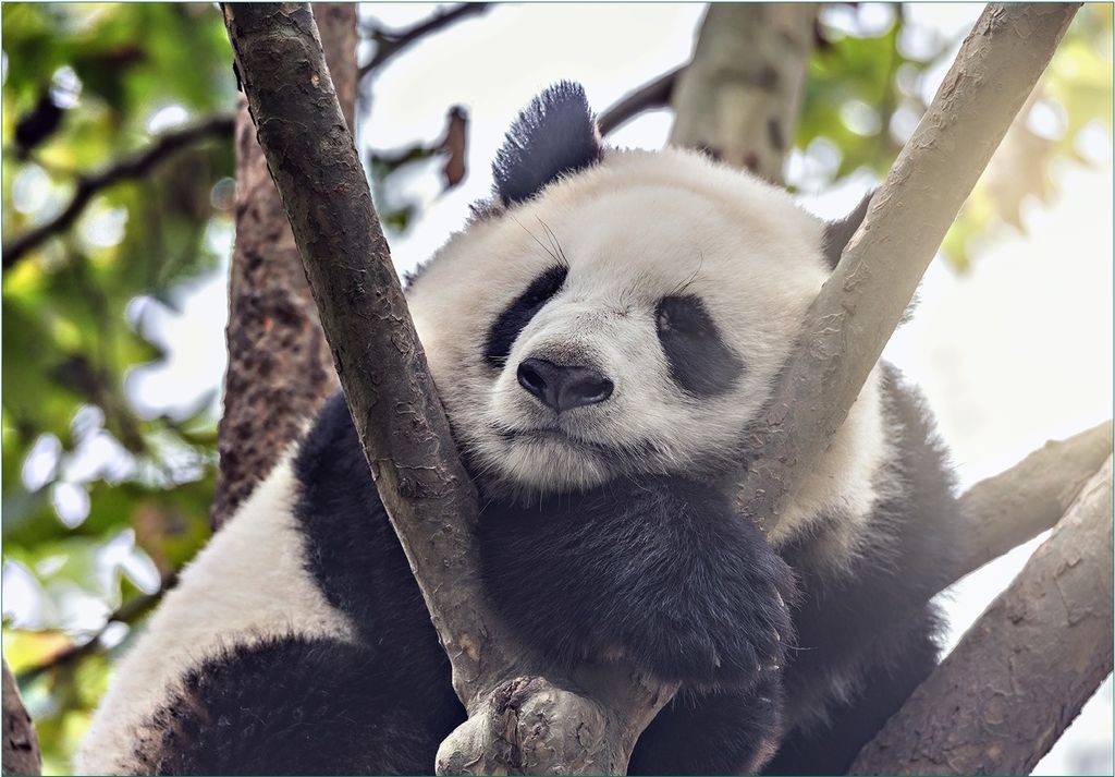 Wallario Fototapete Vliestapete, seidenmatte Oberfläche, einfache Verarbeitung, Größe 350 x 245 cm, Motiv Schlafender Panda in einem Baum