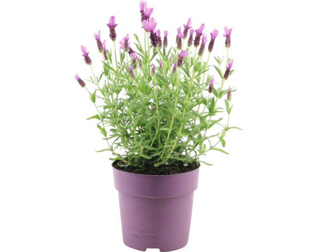 Levandule smilovitá FloraSelf Lavandula stoechas 'Anouk' Obrázek produktu 