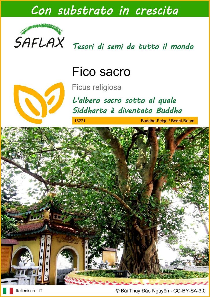 SAFLAX  - Fico sacro - 100 semi - Con substrato - Ficus Immagine del prodotto 