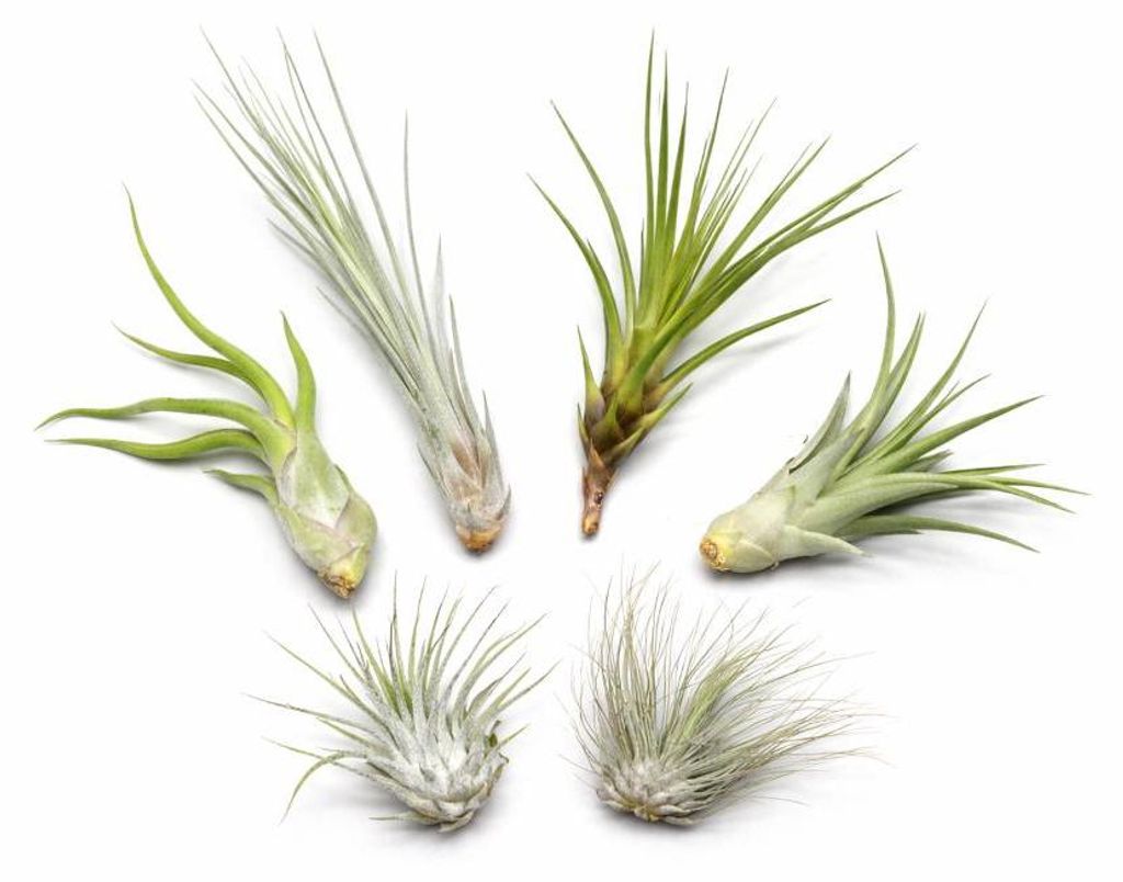 OmniPlants – Tillandsien 5er-Mix mit EXTRA T. fuchsii var Produktbild 