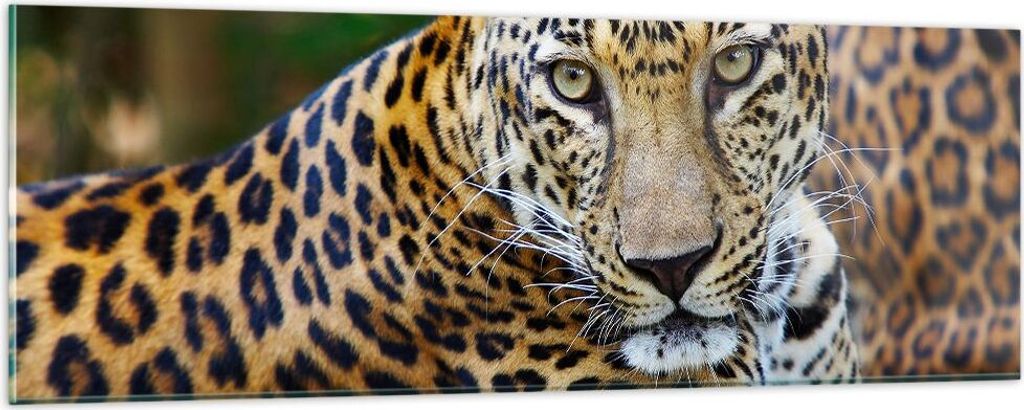 Bilder auf glas - Leopardpanther Katze Tier Savanne - 90x30cm - Glasbilder - Wandbilder - Kunstdruck - zum Aufhängen bereit - Wanddekoration aus G...