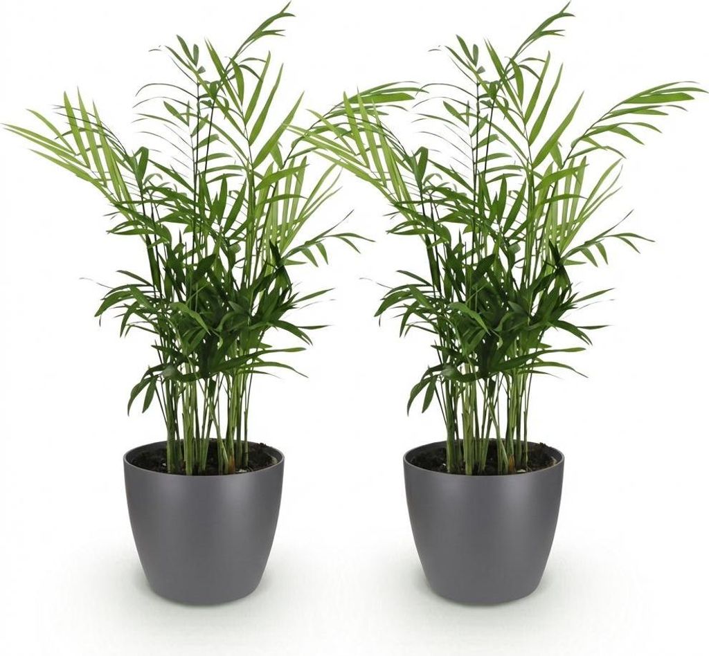 Chamaedorea elegans Ø12cm 15cm 2 Pflanzen Goldpalme Zimmerpflanze Mit Topf