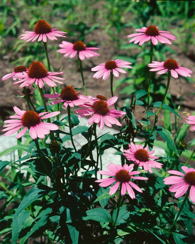 Echinacea purpurea 'Vintage Wine', Purpur-Sonnenhut, ca. 11x11 cm Topf